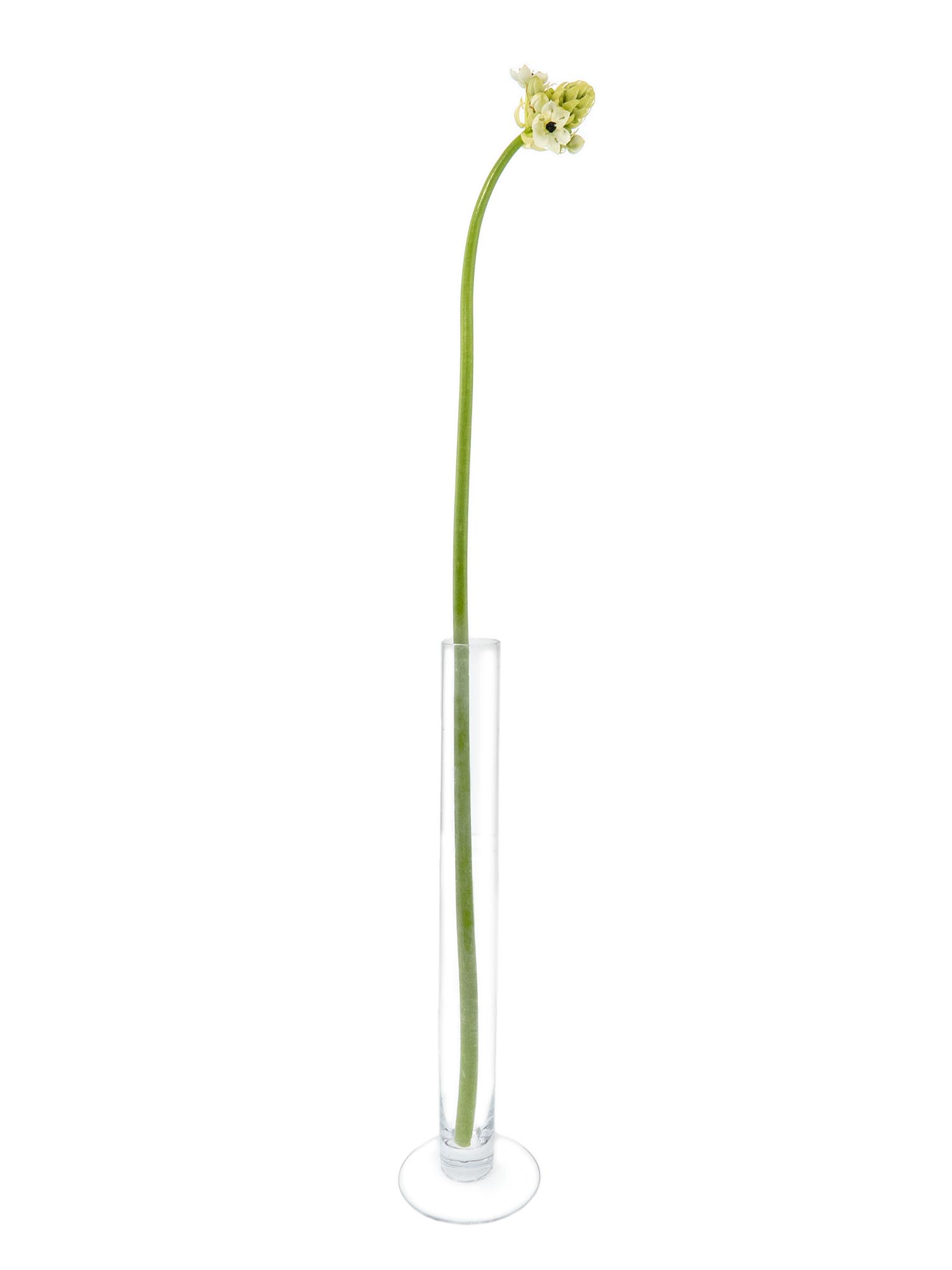 blumigo-fr-hlingsknollen-milchsterne-saundersiae-wei image 3