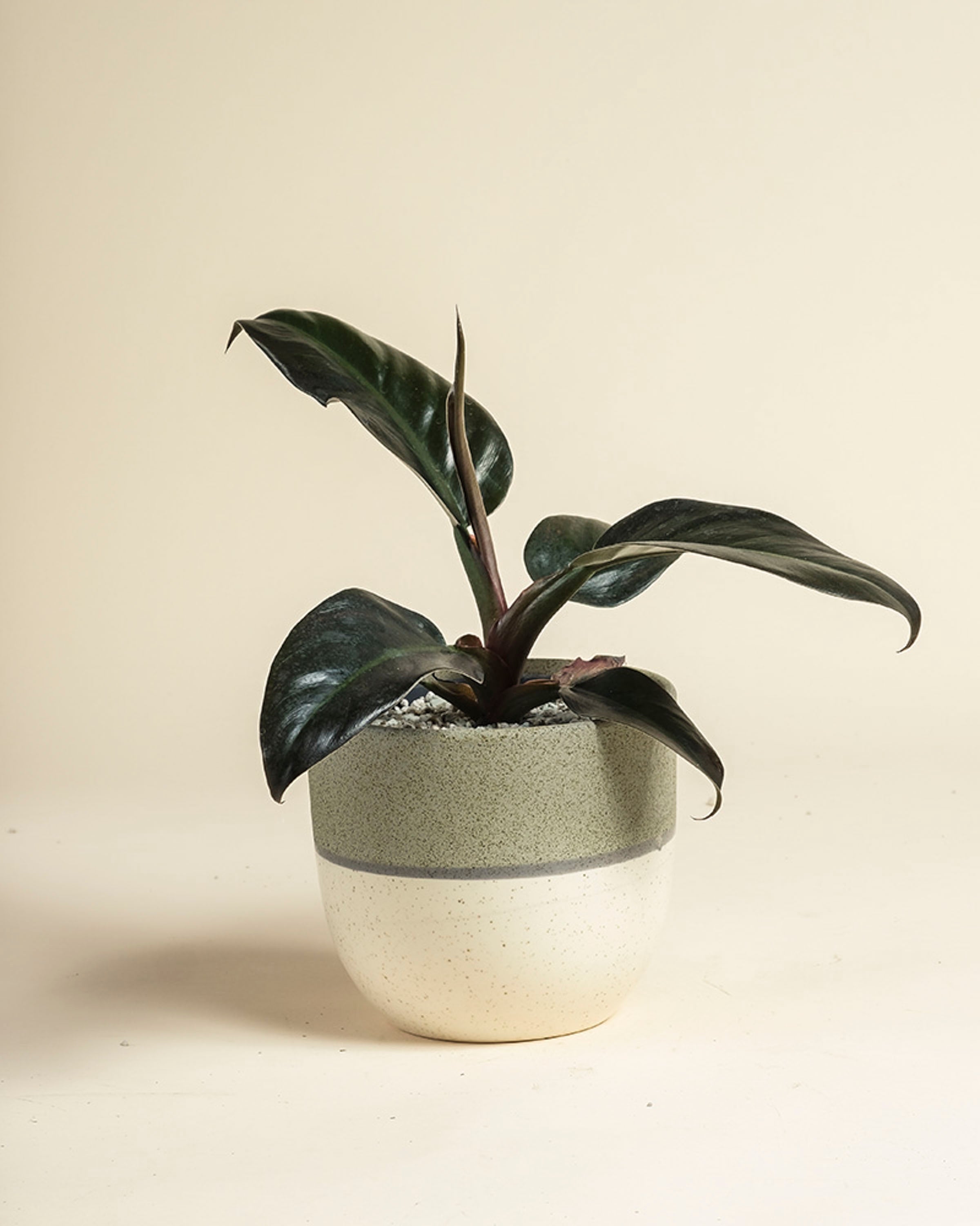 feey-variado-philodendron-imperial-red-zimmerpflanze-ohne-topf image 6