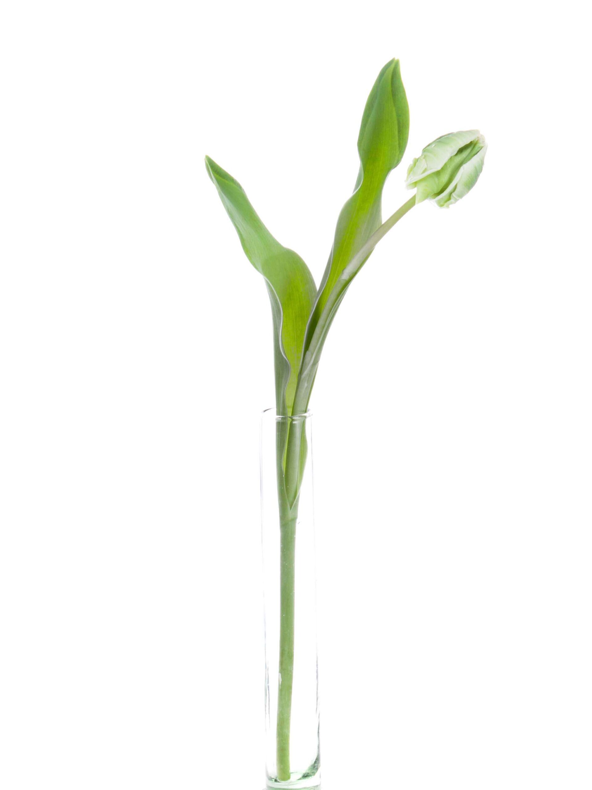 blumigo-tulpen-papagei-super-parrot-schnittblumen-wei-gr-n image 3