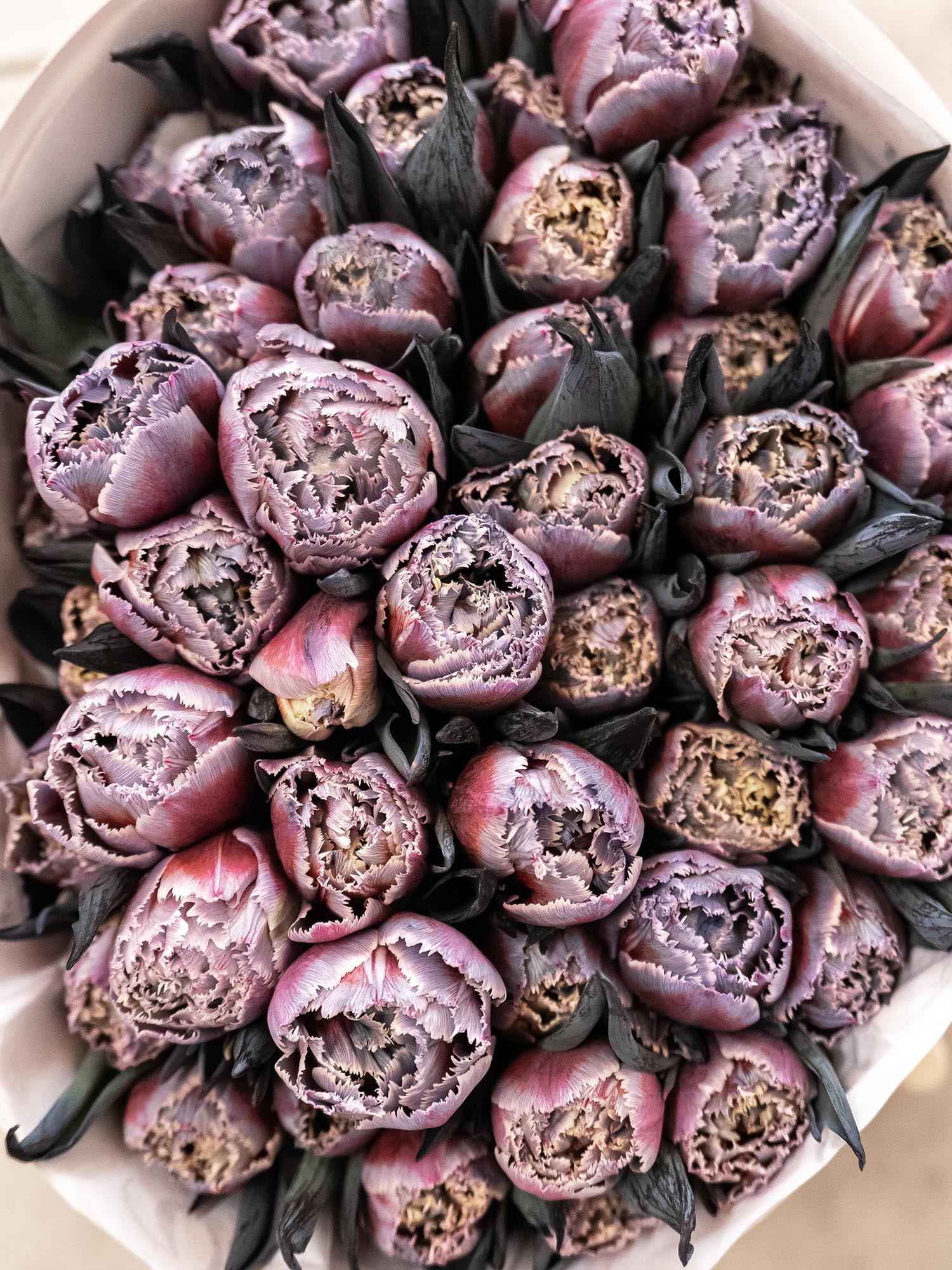 blumigo-tulpen-fringed-grey-fire-schnittblume-grau-rot-gefranst image 1