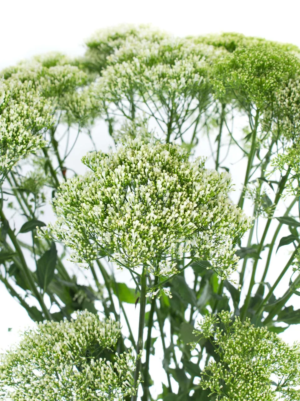 blumigo-trachelium-lake-powel-schnittblumen-wei image 1
