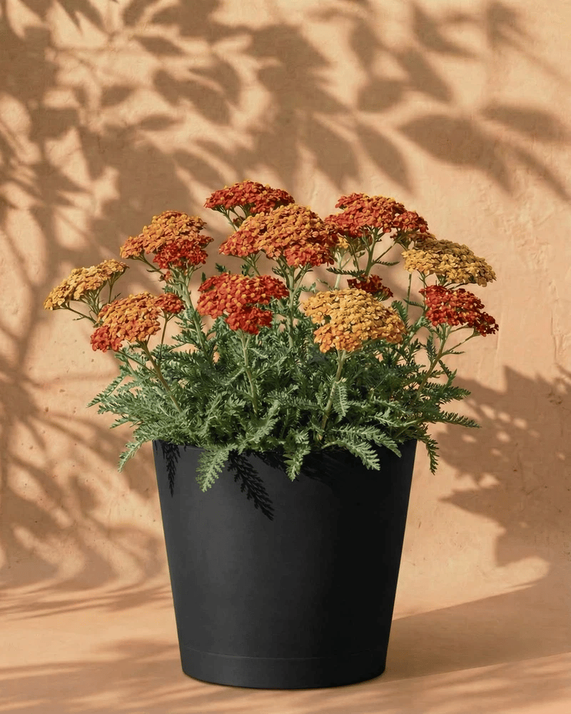 feey-amsterdam-schafgarbe-rhizome-orange-braun-3-stk-bienen image 6