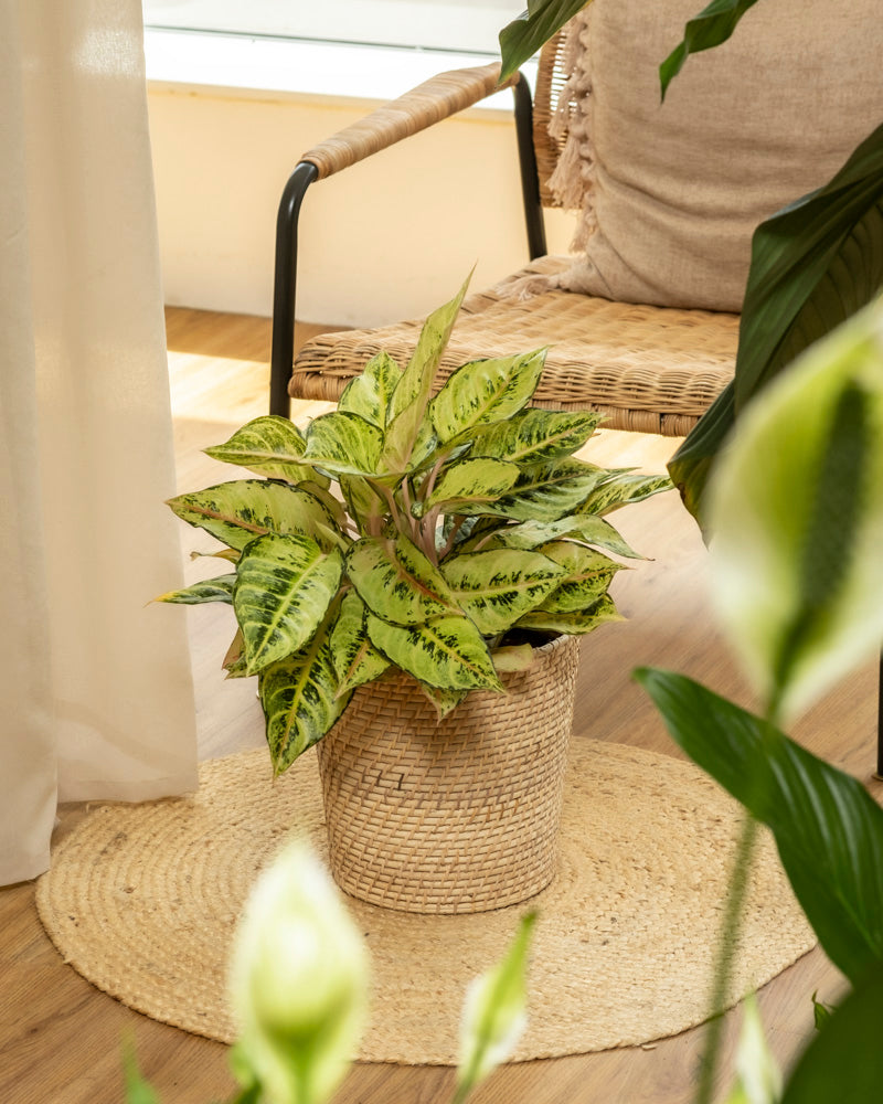 feey-variado-aglaonema-chartreuse-pretty-zimmerpflanze-ohne-bertopf image 4
