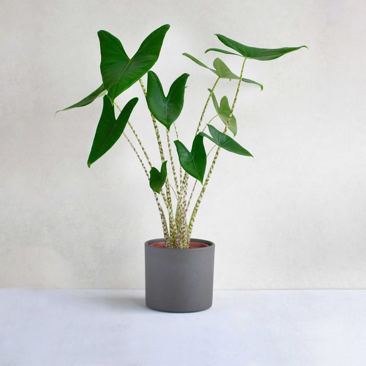 plnts-rareplnts-alocasia-zebrina-zimmerpflanze-65cm-pfeilblatt image 8