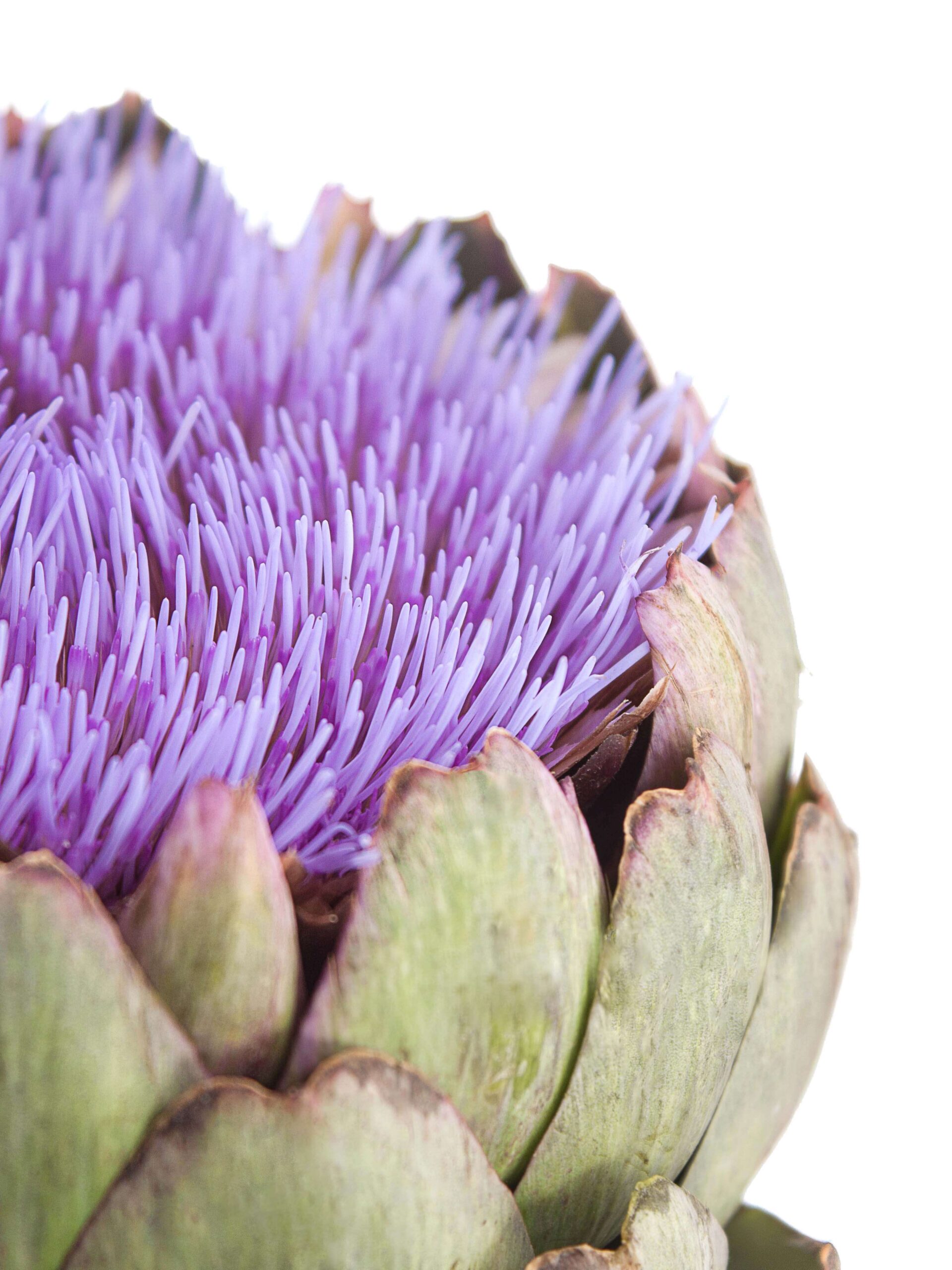 blumigo-herbstdeko-artischocke-cynara-scolymus-blau-bl-hend image 2