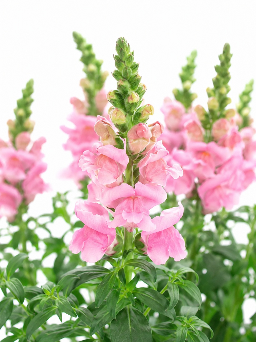blumigo-poto-rose-l-wenm-ulchen-rosa-pink-schnittblume image 1