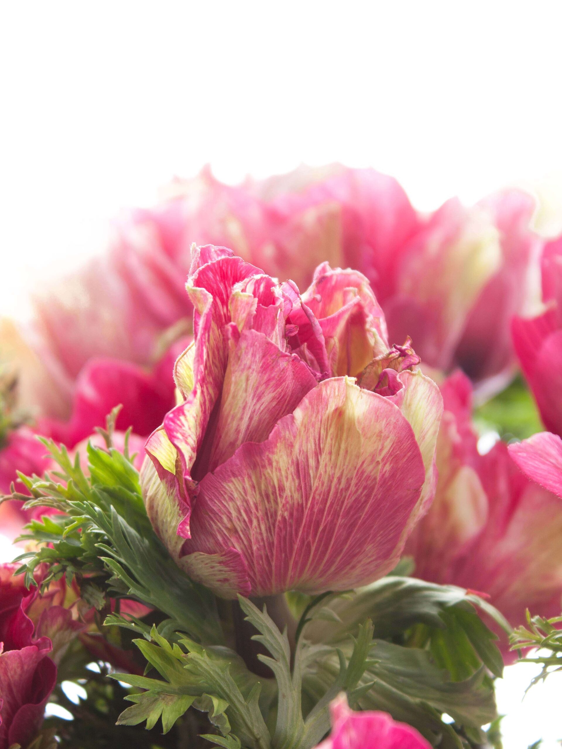 blumigo-anemonen-mistral-tigre-pink-wei-xl image 4