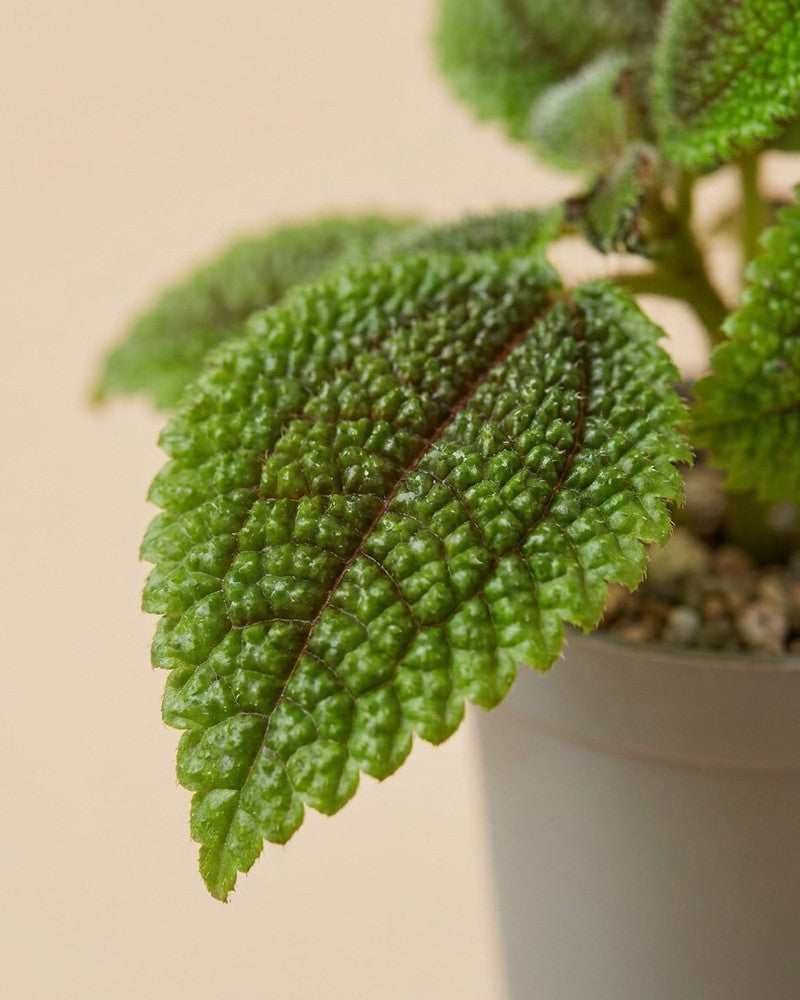 feey-variado-baby-pilea-moon-valley-3er-set-klein image 4