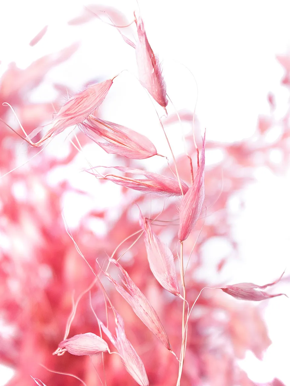 blumigo-avena-hafer-trockenblumen-rosa-gef-rbt image 1