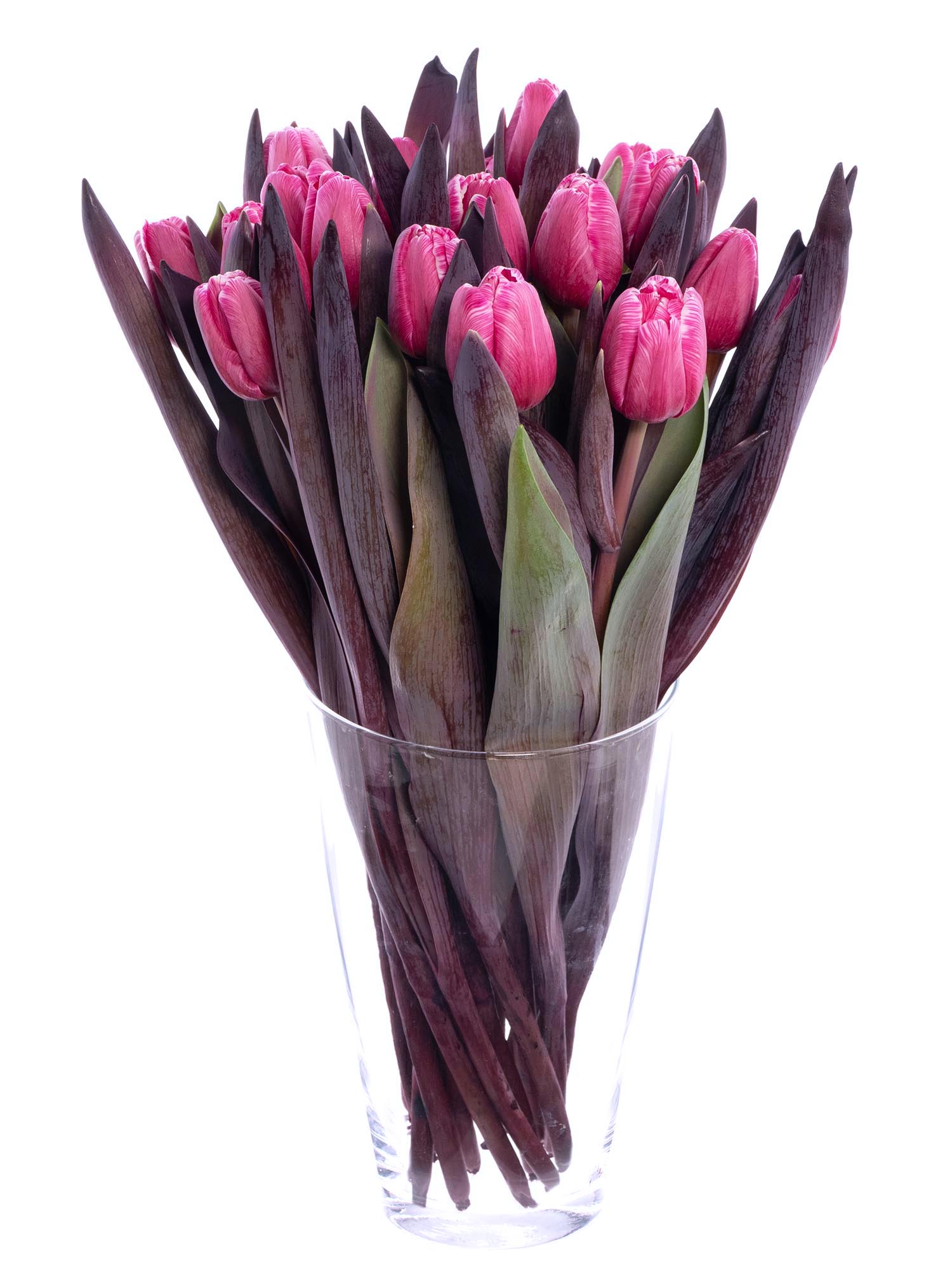 blumigo-flirty-pink-tulpen-pink-painted image 3