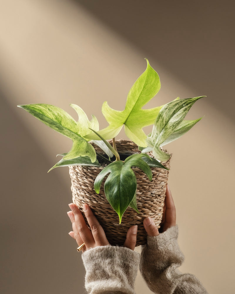 feey-variado-philodendron-florida-ghost-zimmerpflanze-rarit-t image 1