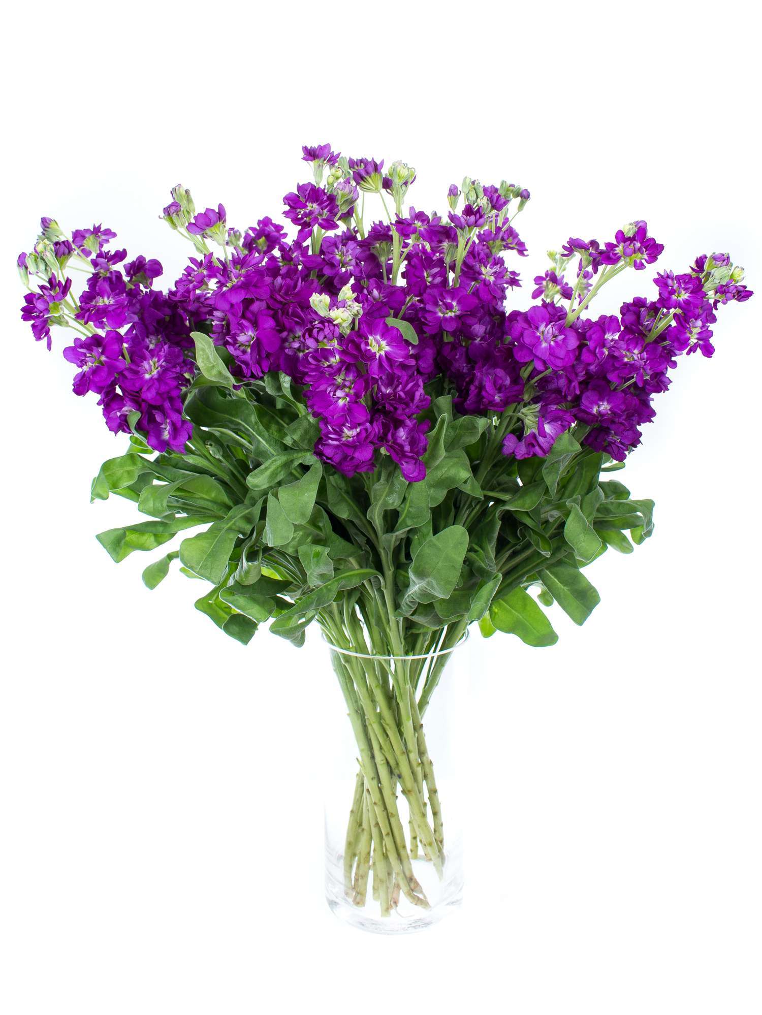 blumigo-levkojen-centrum-deep-blue-blau-violett-st-ck image 2