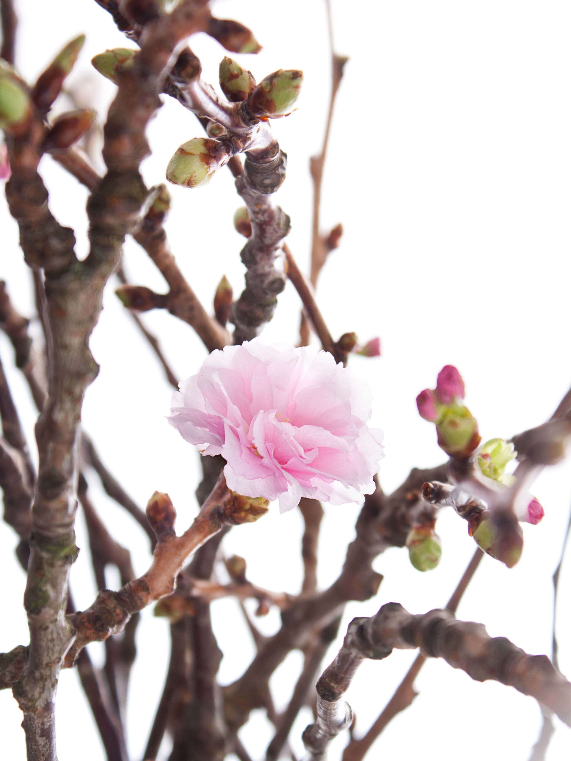 blumigo-prunus-serrulata-bl-tenkirsche-zweige-rosa image 1