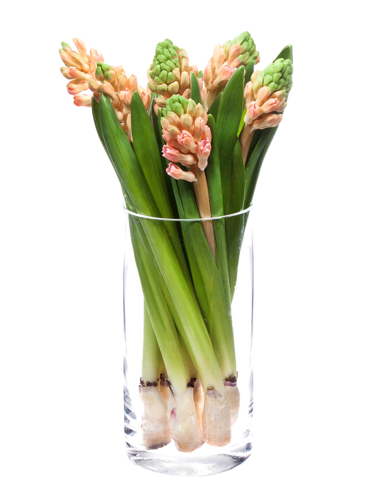 blumigo-fr-hlingsknollen-hyazinthen-sweet-invitation-apricot image 2