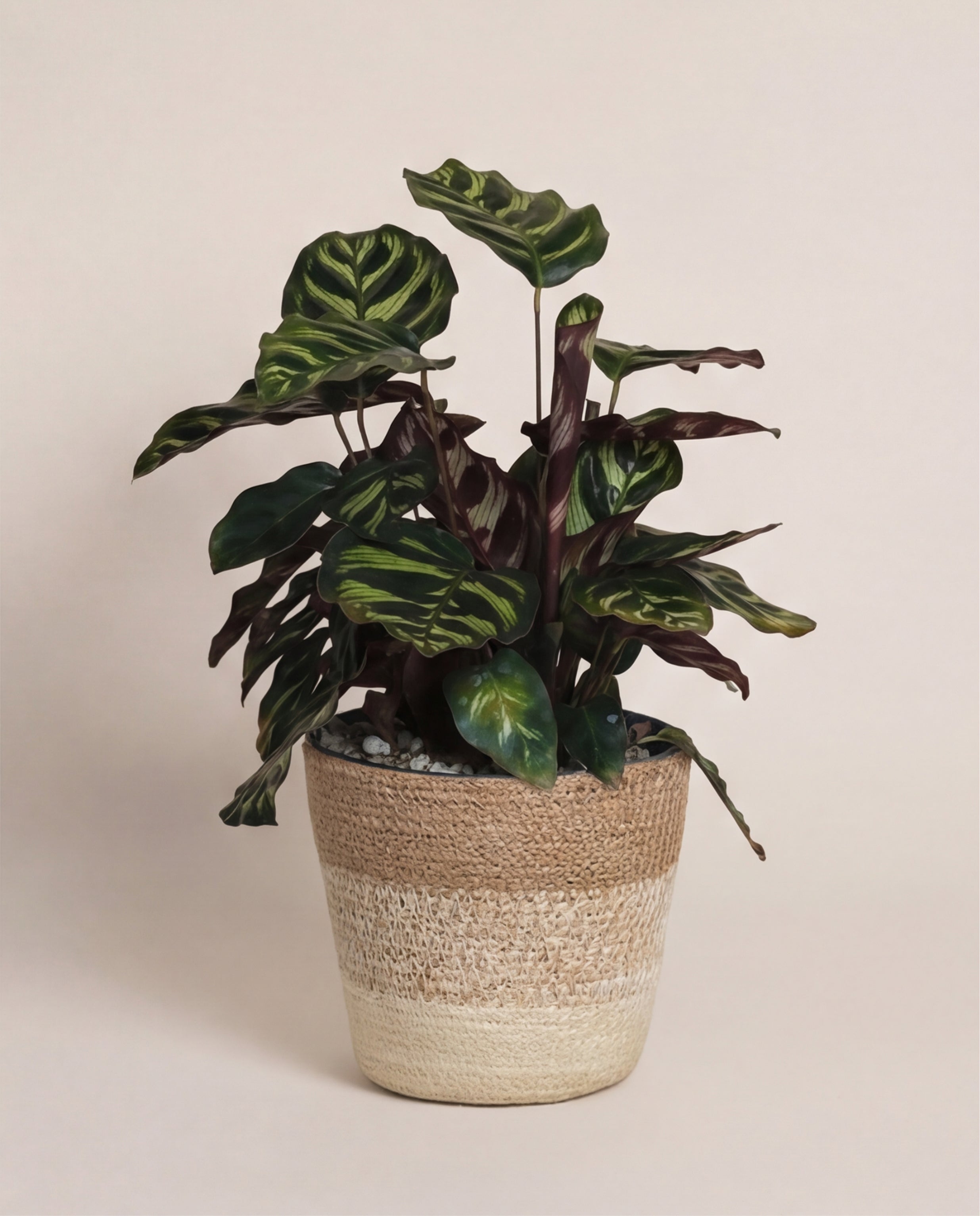 feey-variado-calathea-makoyana-korbmarante-ohne-bertopf image 8