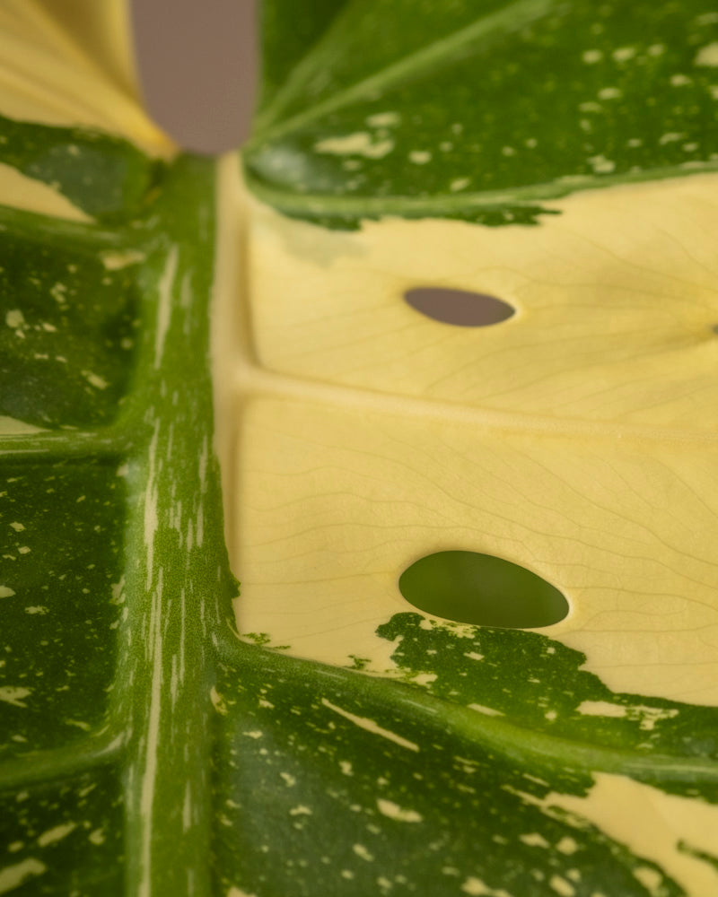 feey-variado-monstera-thai-constellation-zimmerpflanze-ohne-bertopf image 6