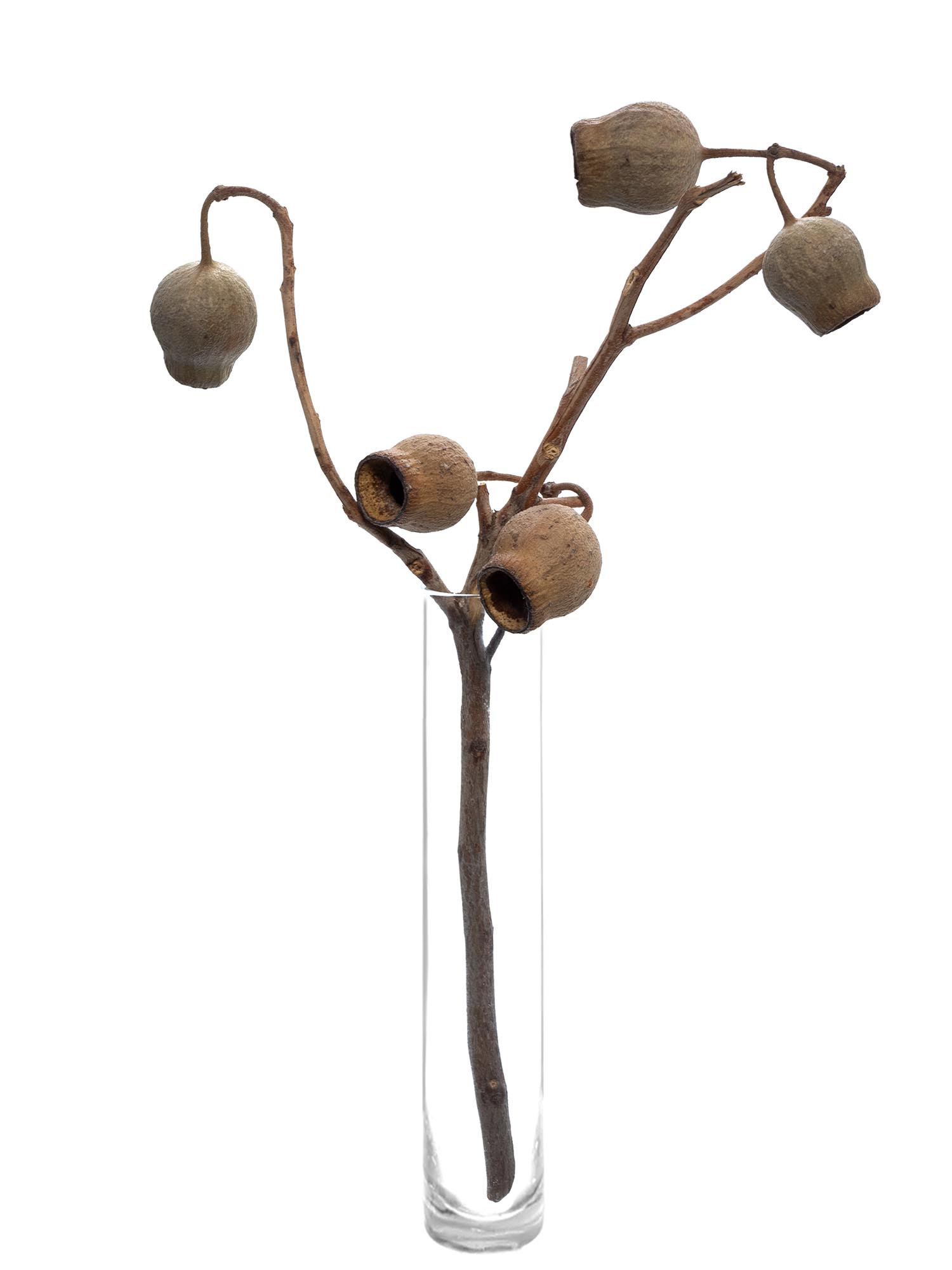 blumigo-bellgum-glockenfrucht-trockenblumen-braun-natur image 3