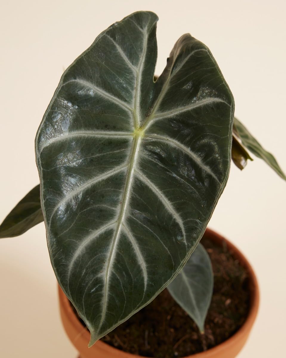 plnts-rareplnts-alocasia-pink-dragon-pfeilblatt-25-cm image 3