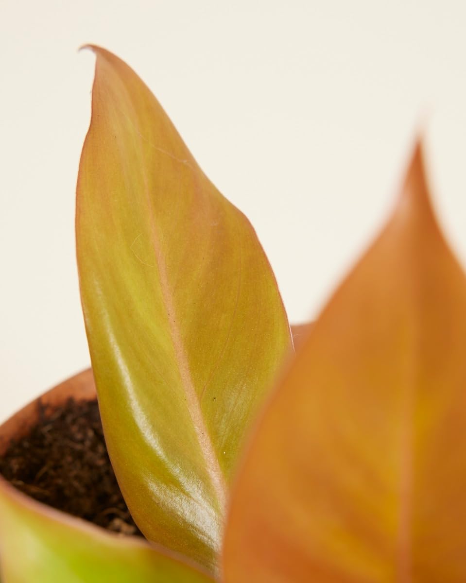 plnts-rareplnts-philodendron-prince-of-orange-zimmerpflanze-12cm image 4
