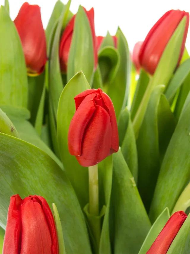 blumigo-tulpen-escape-rote-schnittblumen-knospig-frisch image 1