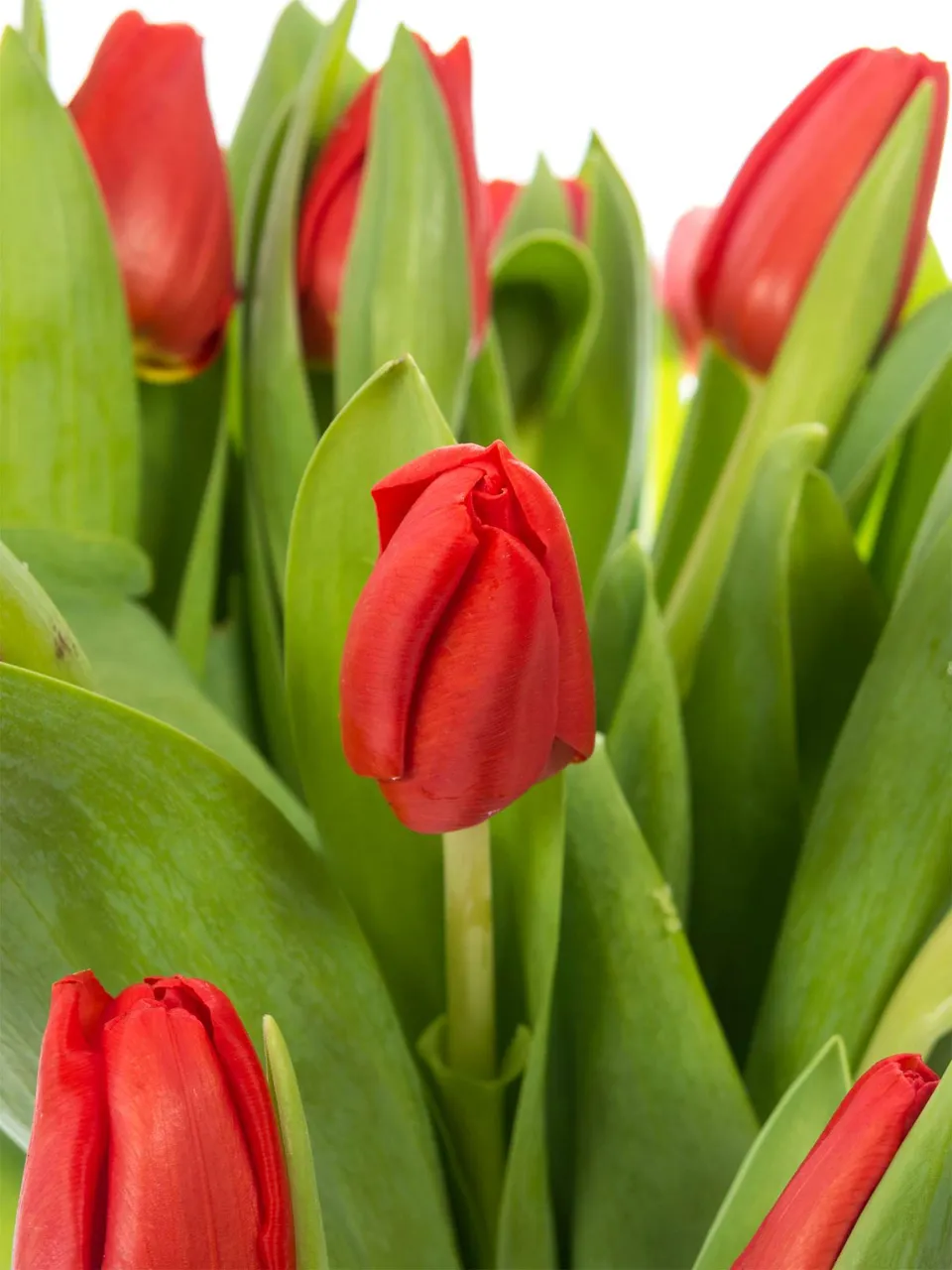 blumigo-tulpen-escape-rote-schnittblumen-knospig-frisch image 1