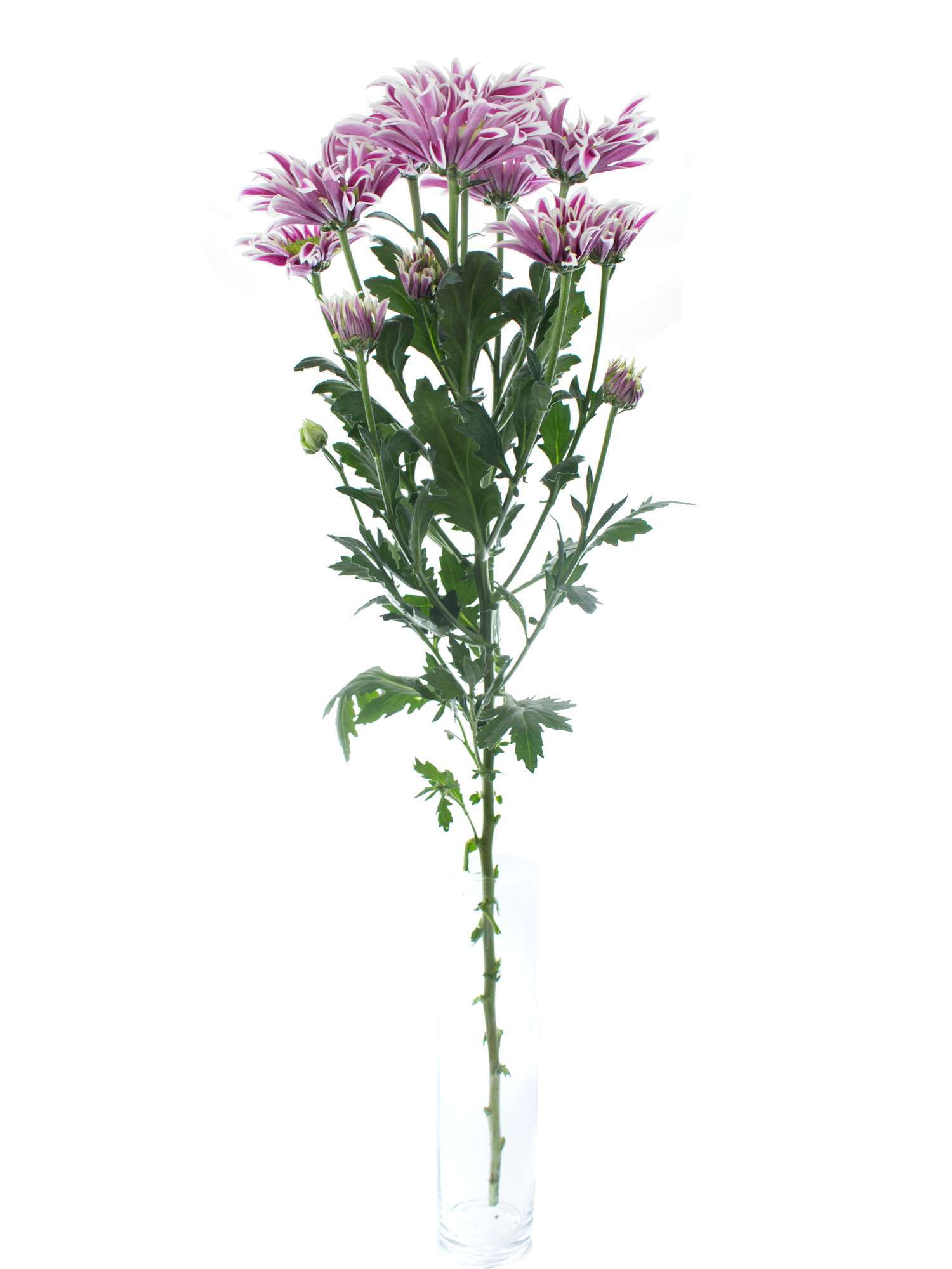 blumigo-chrysanthemen-saaba-schnittblume-violett-wei image 3