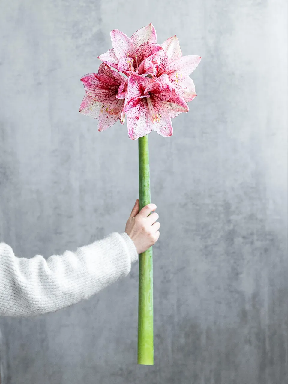 blumigo-amaryllis-revelation-schnittblume-pink-wei image 1
