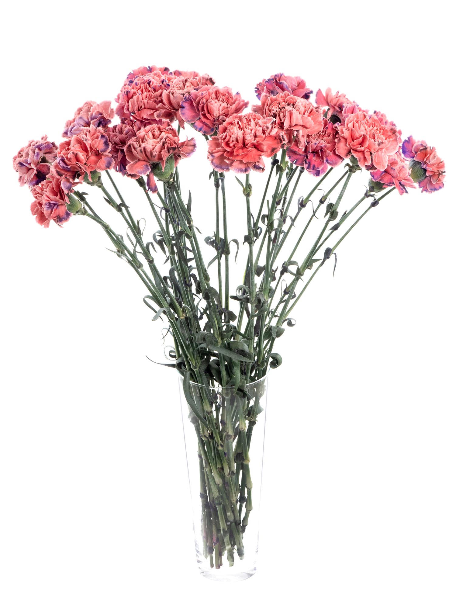 blumigo-edelnelken-alejandrina-schnittblumen-coral-violett image 2