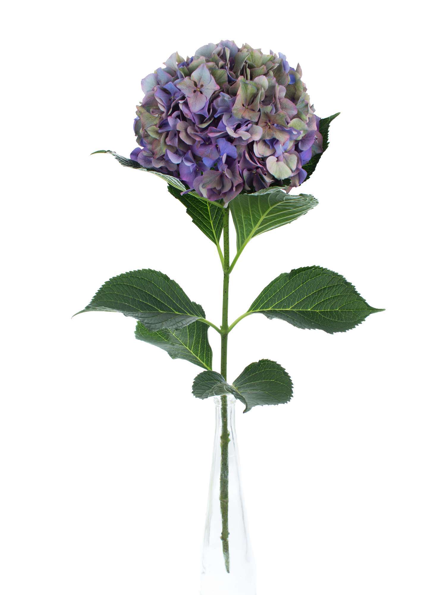 blumigo-hortensie-glowing-alps-classic-blau-gr-n image 2