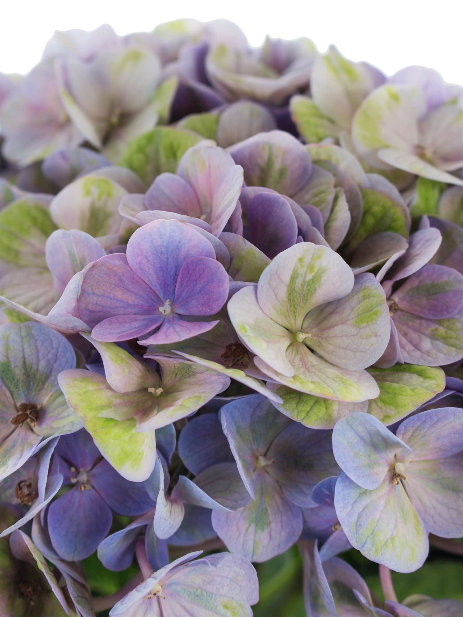 blumigo-hortensie-magical-coral-schnittblume-blau-lila-gr-n image 3