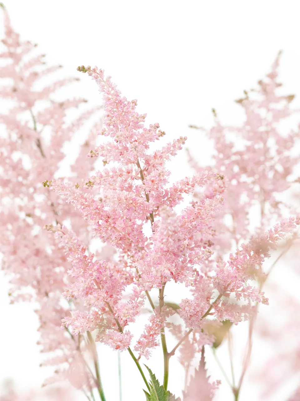 blumigo-blattwerk-astilbe-europa-schnittblume-rosa image 1