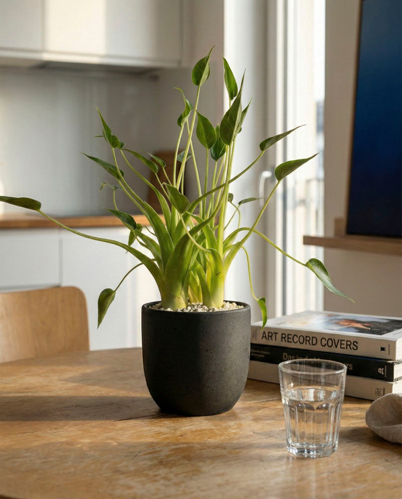 feey-tiny-dancer-alocasia-pfeilblatt-klein-bis-mittel-ohne-bertopf image 2