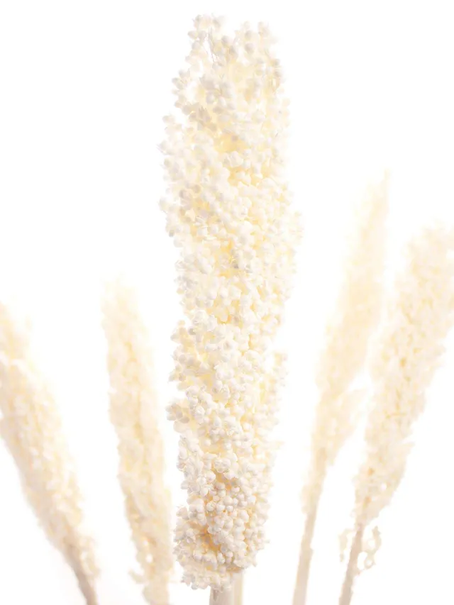 blumigo-trockenblumen-sorghumhirse-wei-creme-gebleicht image 1
