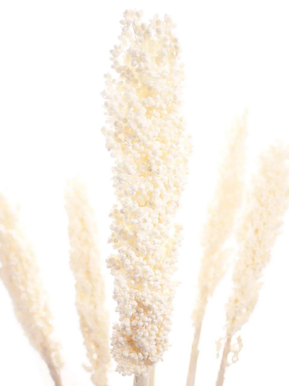 blumigo-trockenblumen-sorghumhirse-wei-creme-gebleicht image 1