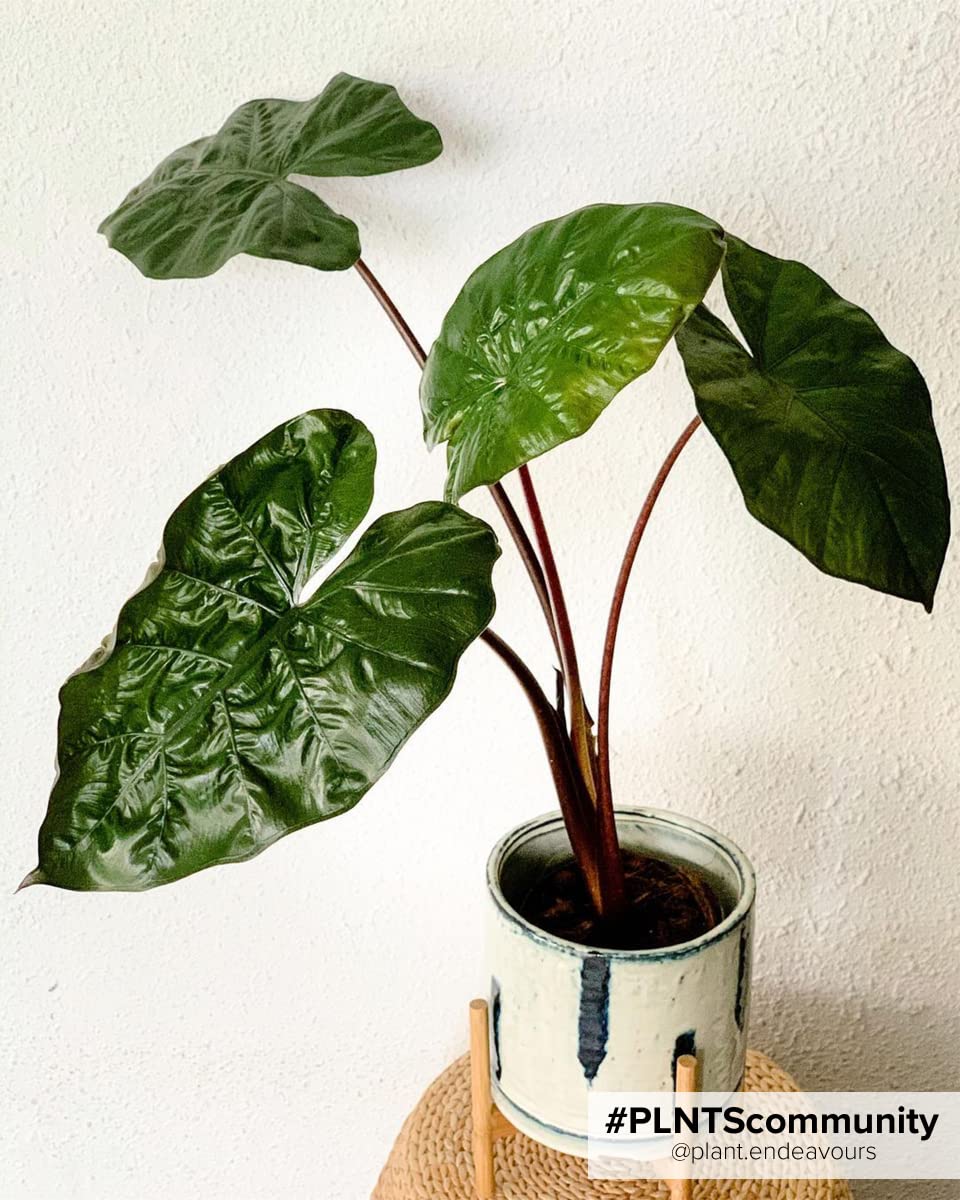 plnts-rareplnts-alocasia-yucatan-princess-zimmerpflanze-40-cm image 4