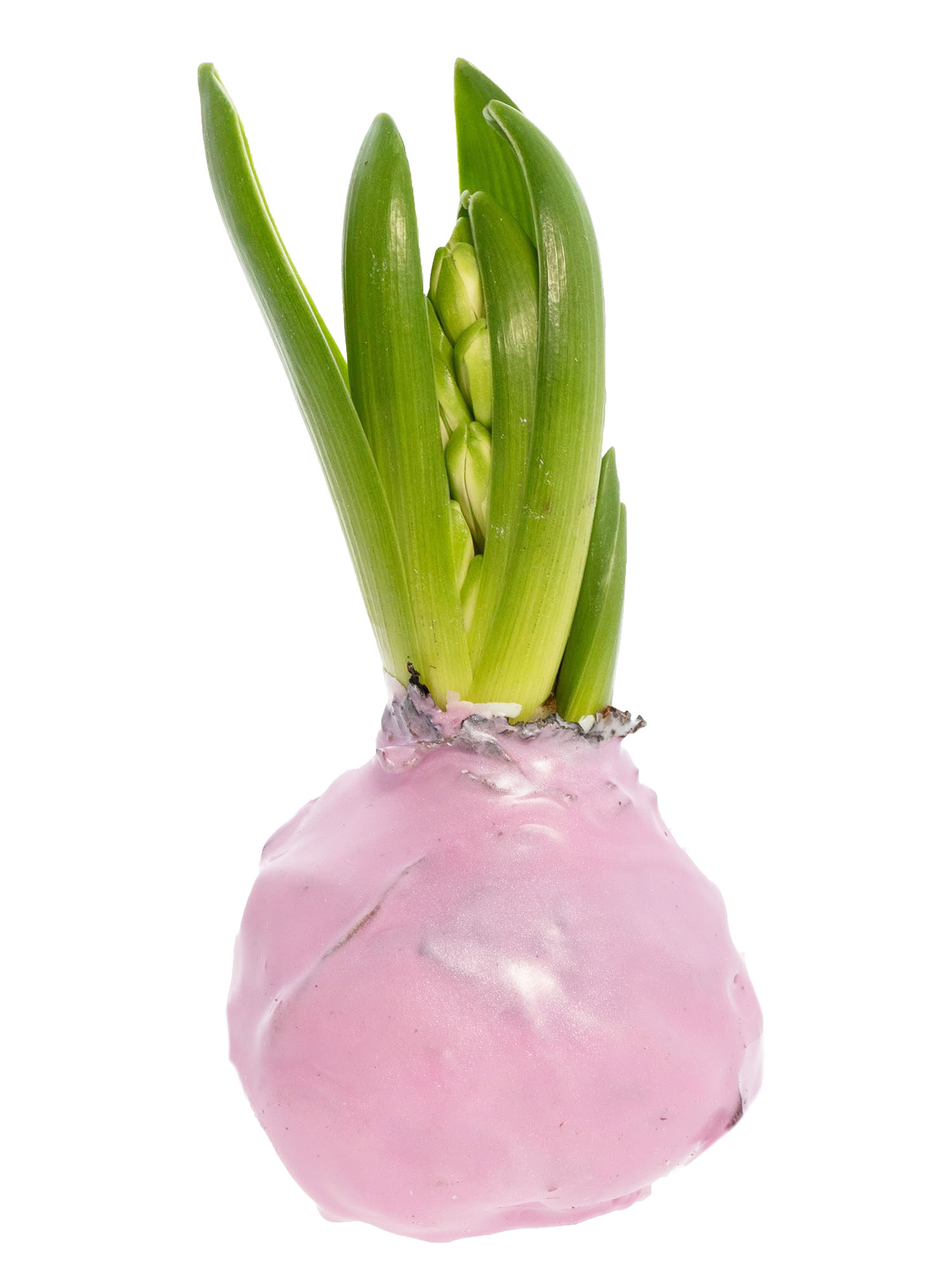 blumigo-fr-hlingsknollen-gewachste-hyazinthenknollen-rosa image 2