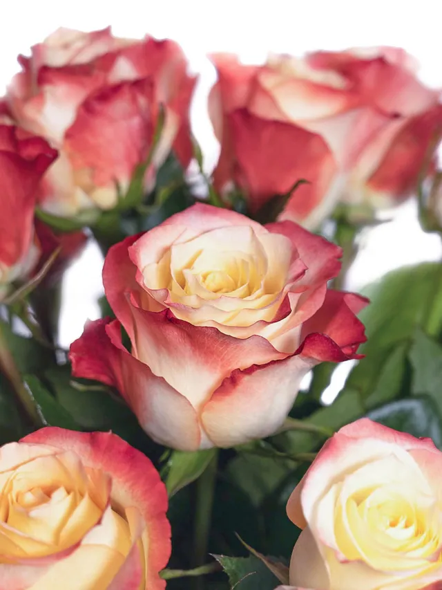 blumigo-rosen-cabaret-rose-creme-rot-frisch image 1