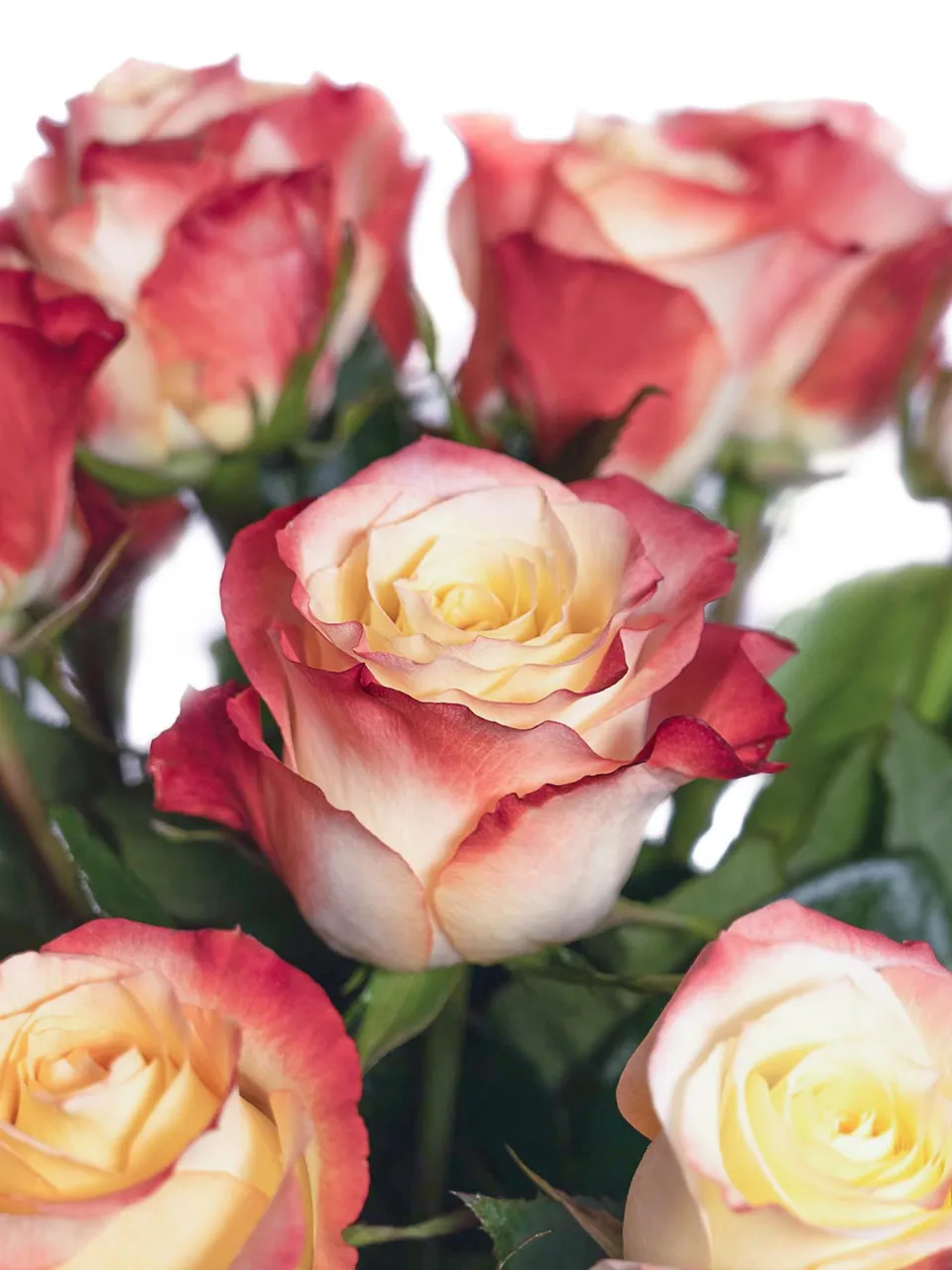 blumigo-rosen-cabaret-rose-creme-rot-frisch image 1