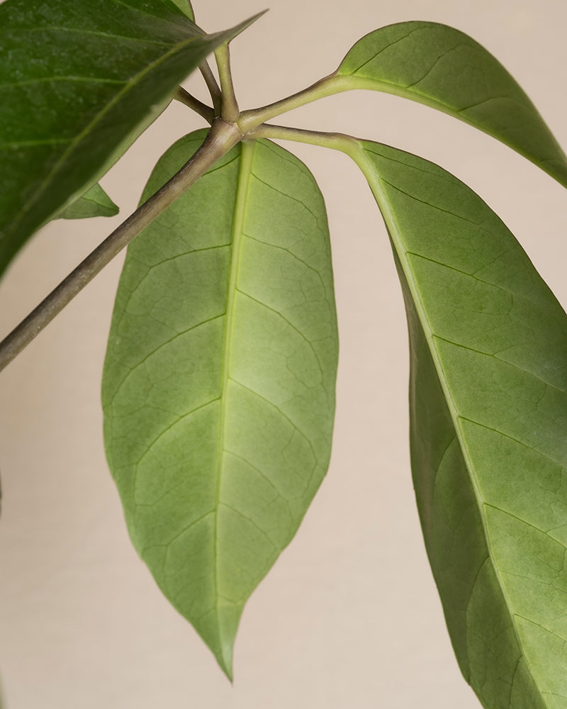 feey-variado-schefflera-amate-zimmerpflanze-gro image 6