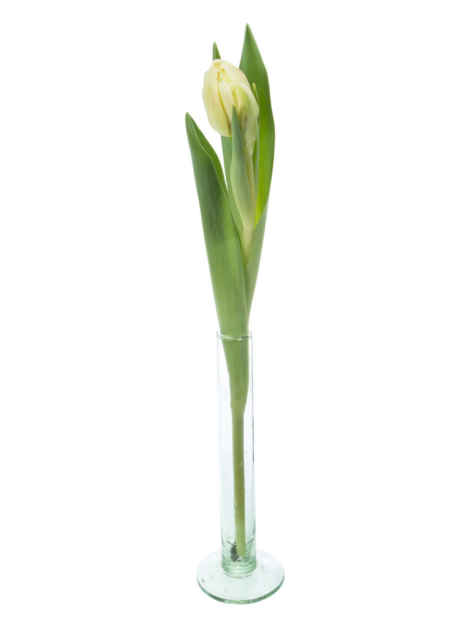 blumigo-tulpen-flaming-margarita-gef-llte-tulpe-creme-lila image 3