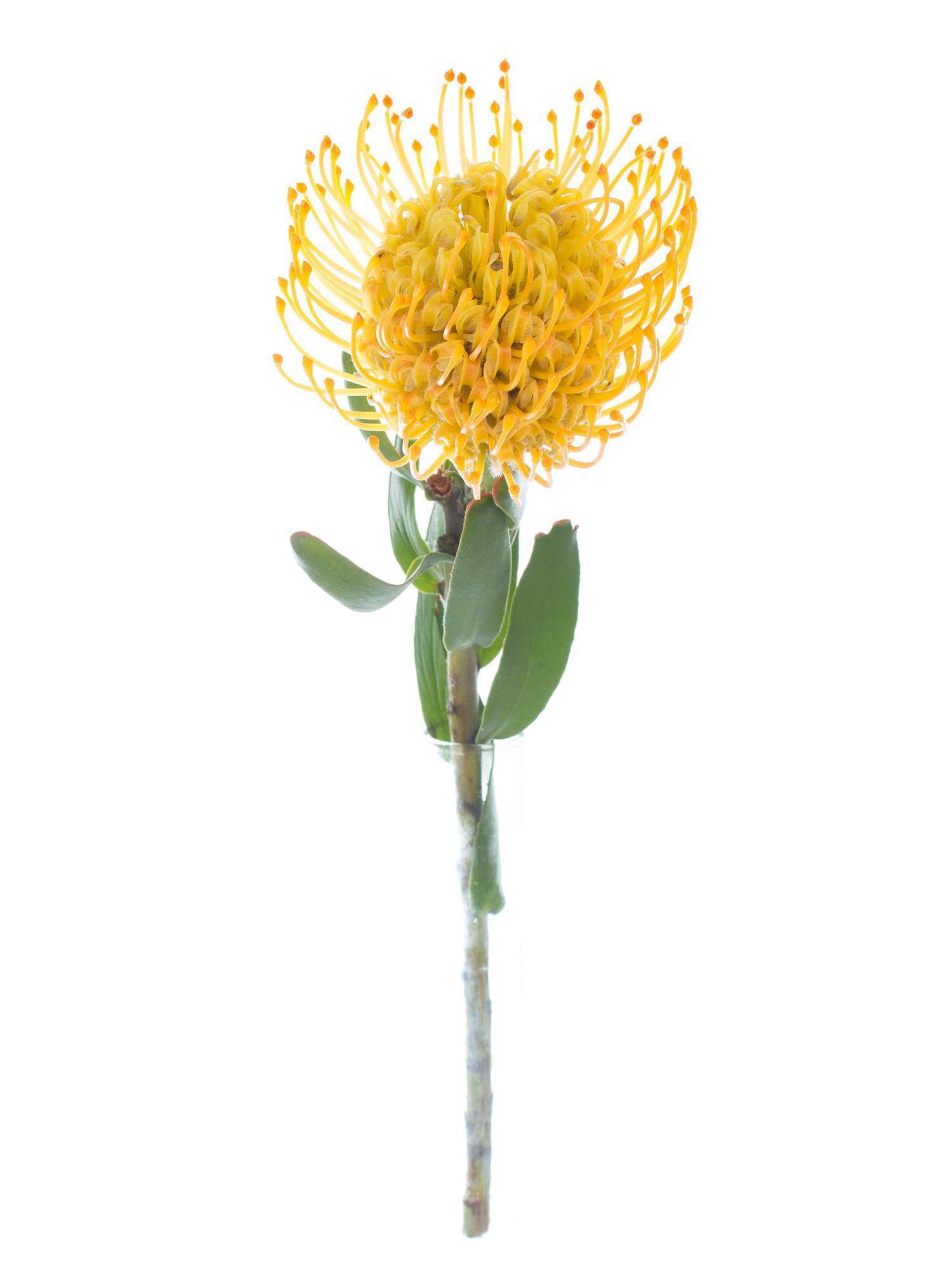 blumigo-proteen-nadelkissen-protea-jelena-gelb-blume image 3