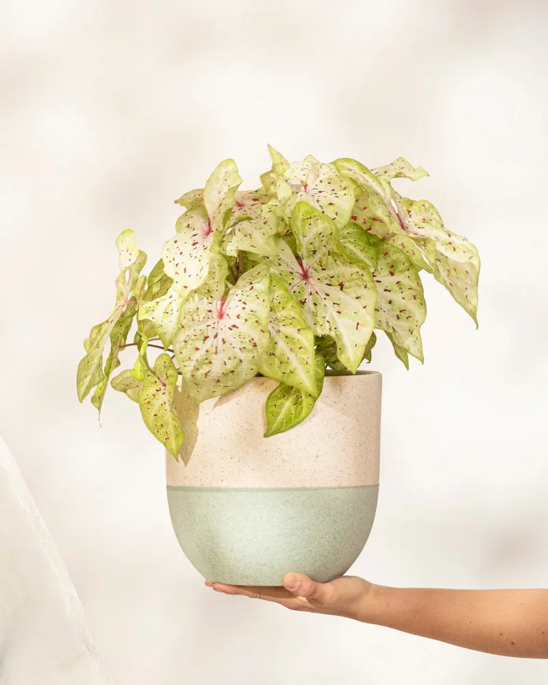 feey-caladium-miss-muffet-zimmerpflanze-ohne-bertopf-bunt image 1