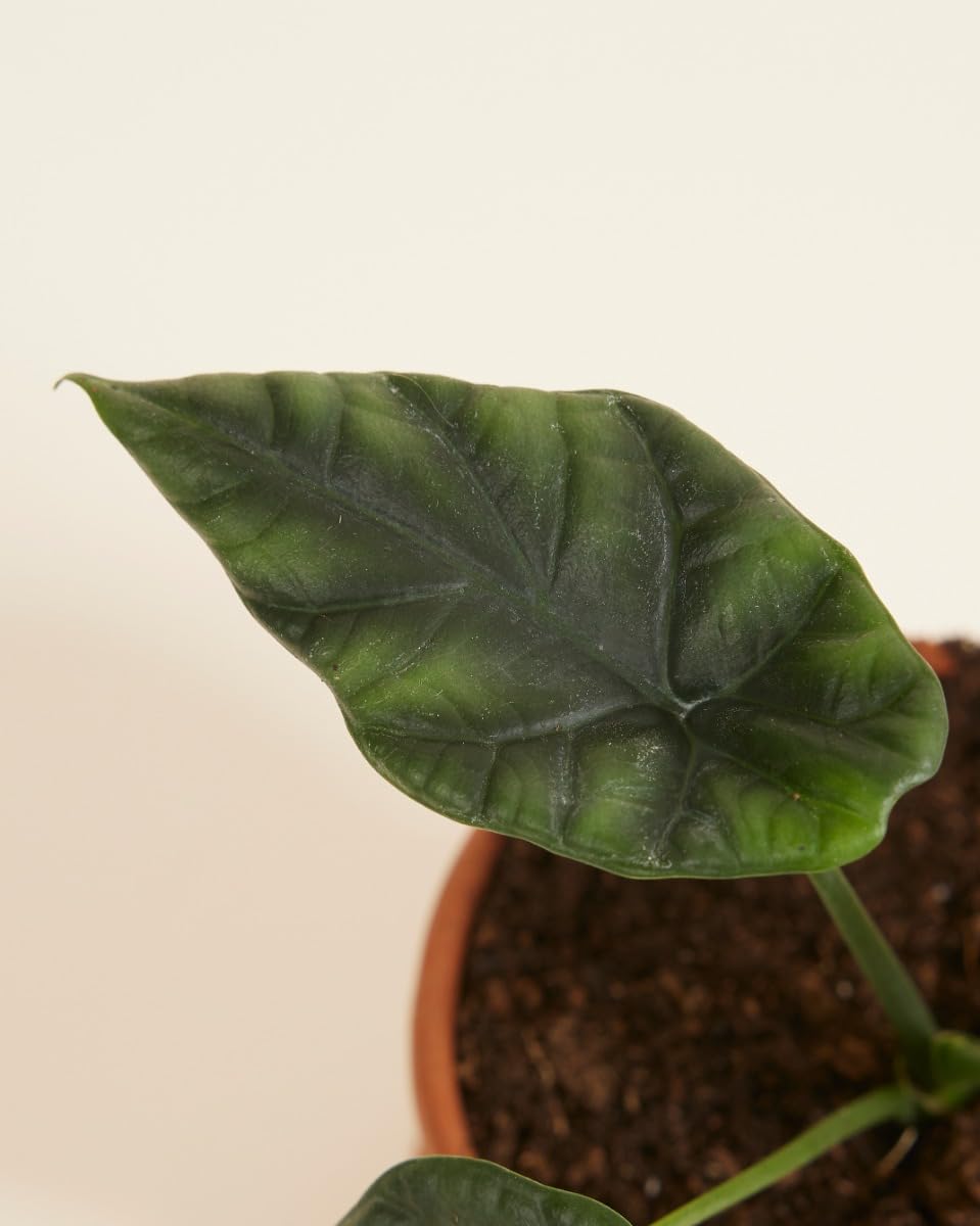 plnts-babyplnts-alocasia-sinuata-zimmerpflanze-10-cm-baby image 4