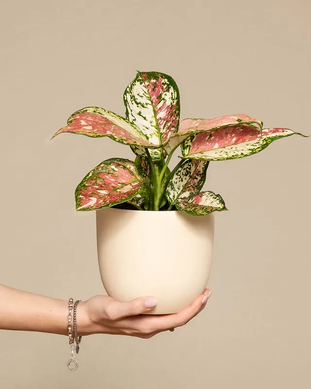feey-aglaonema-jazzy-red-zimmerpflanze-ohne-bertopf-klein image 1