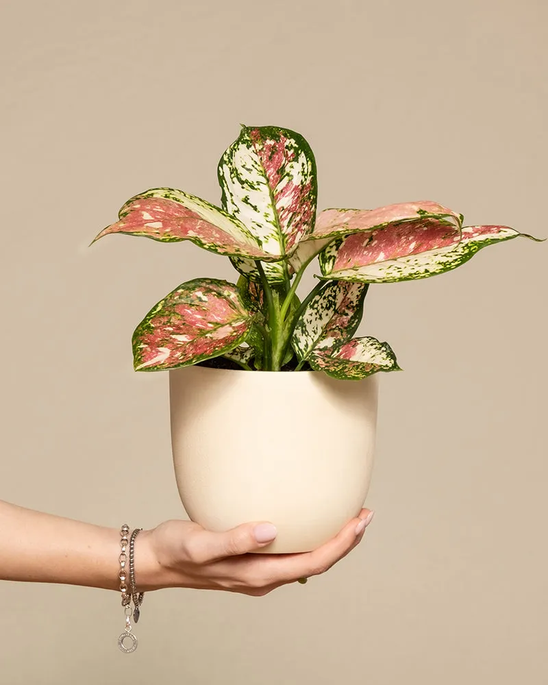 feey-aglaonema-jazzy-red-zimmerpflanze-ohne-bertopf-klein image 1