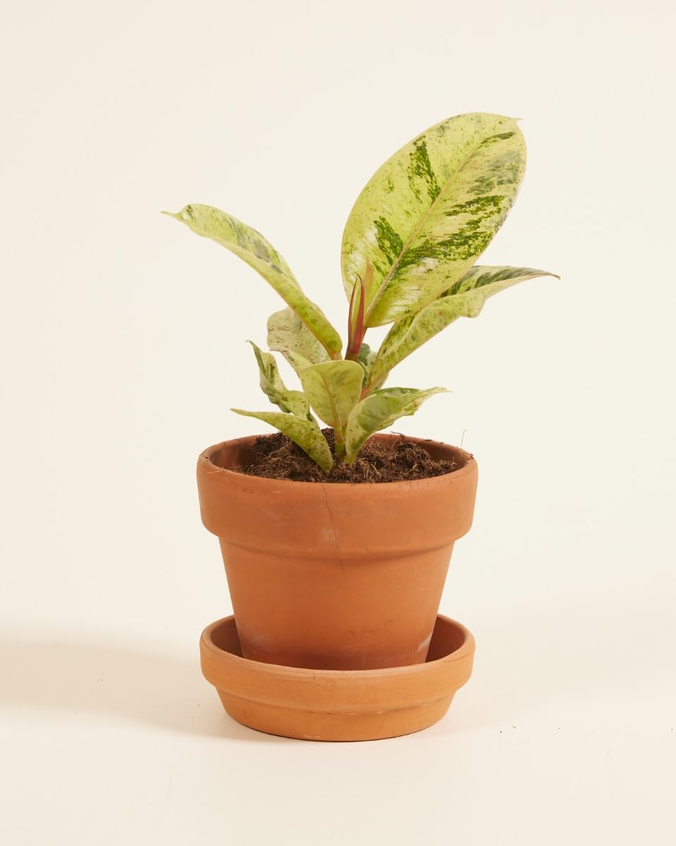 plnts-babyplnts-ficus-shivereana-moonshine-zimmerpflanze-6cm image 2