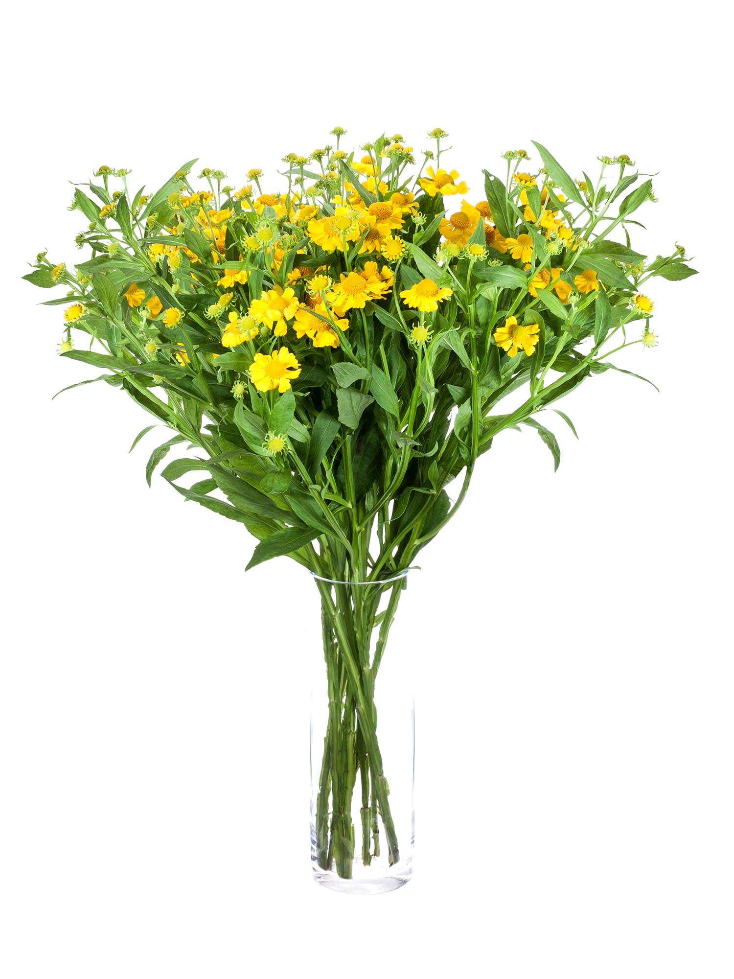 blumigo-blattwerk-helenium-kanaria-gelb-bindegr-n image 2