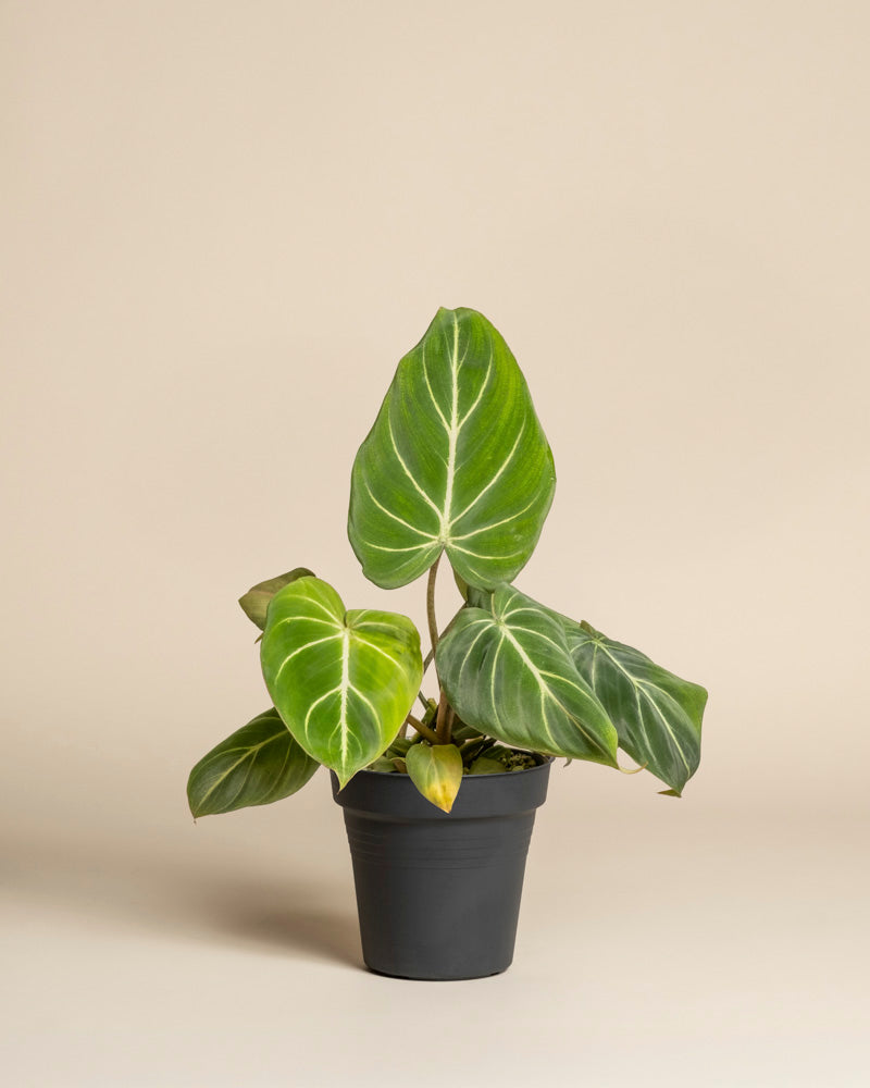 feey-variado-philodendron-gloriosum-zimmerpflanze-ohne-bertopf image 3