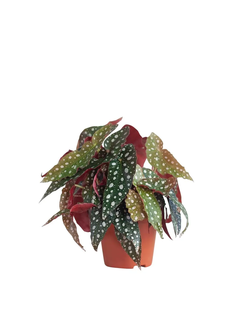 plnts-begonia-maculata-zimmerpflanze-20-cm-12-cm-topf image 1
