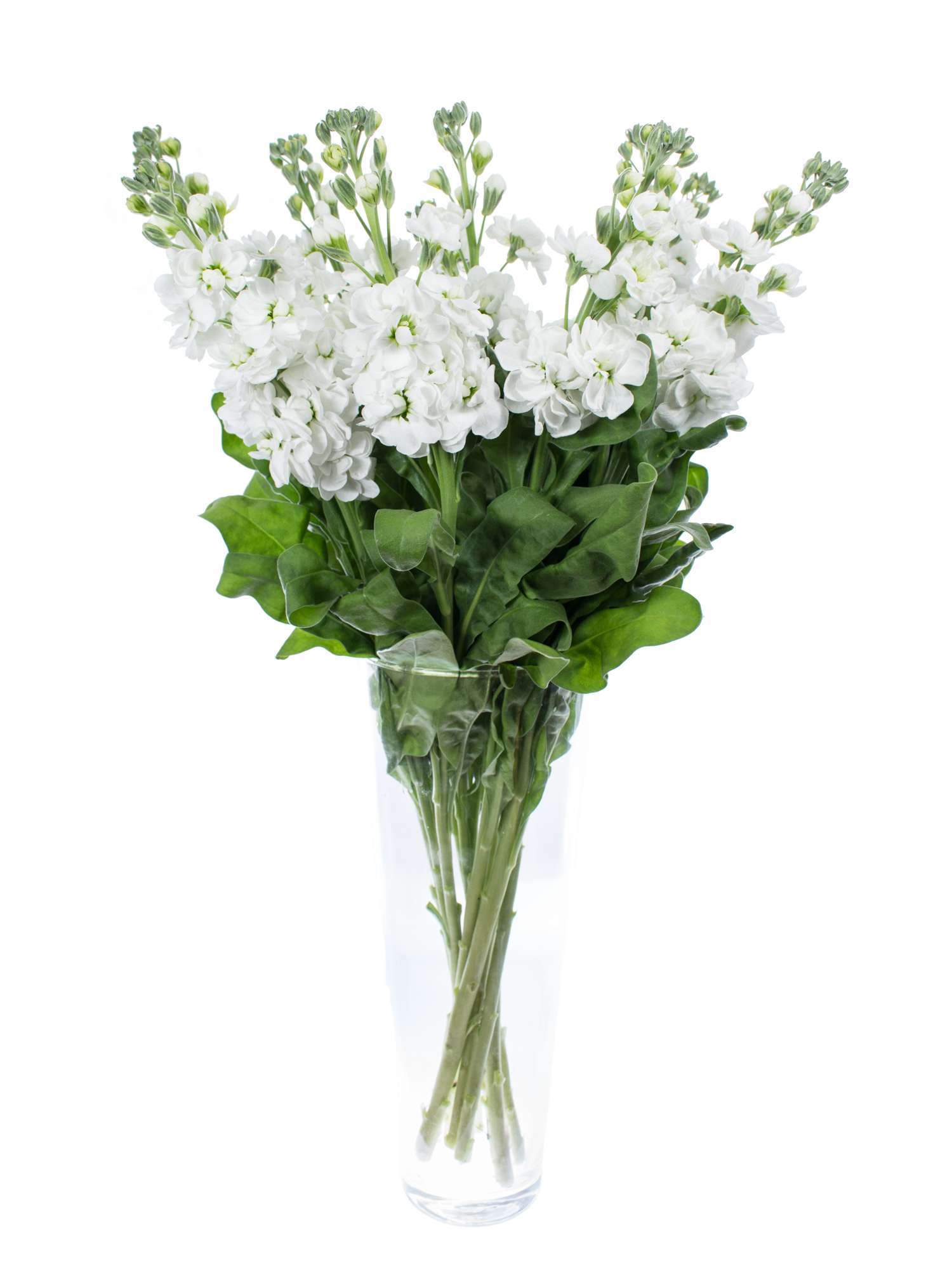 blumigo-levkojen-centrum-white-schnittblume-wei-duft image 2